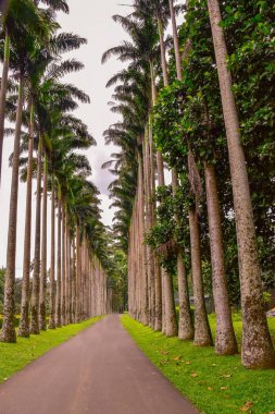 Kandy şehir Sri Lanka