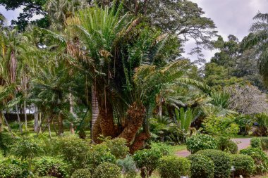 Kandy şehir Sri Lanka