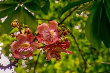 Cannonball ağaç kök, güzel çiçeği ile
