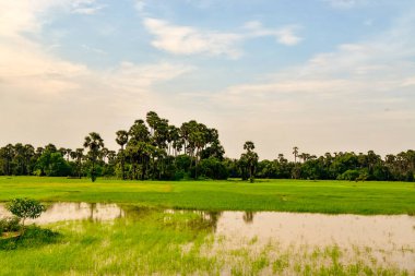 Sri Lanka'nın güzel manzara resimleri