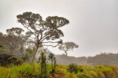 Sri Lanka'nın güzel manzara resimleri