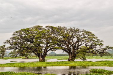 Sri Lanka'nın güzel manzara resimleri
