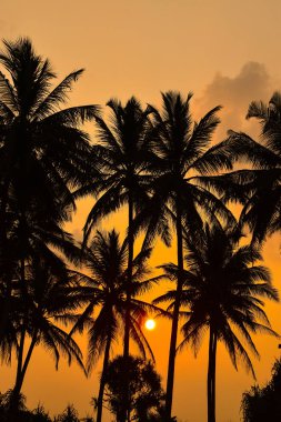 Sri Lanka sahilinde gün batımı