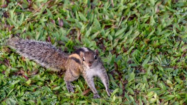 Bir Sri Lanka otel tesisinde sincap