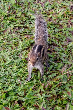 Bir Sri Lanka otel tesisinde sincap