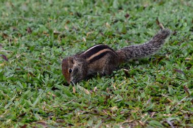 Bir Sri Lanka otel tesisinde sincap