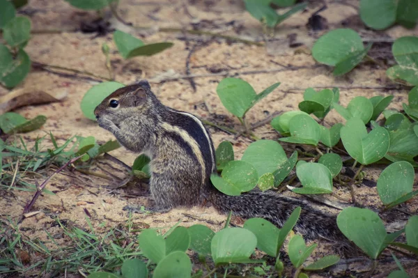 Chipmunk Dans Une Usine Hôtelière Sri Lanka — Photo