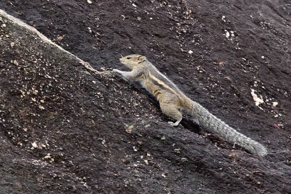 Ardilla Una Planta Hotel Sri Lanka — Foto de Stock