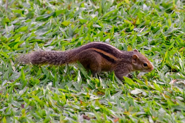 スリランカのホテルの植物でシマリス — ストック写真