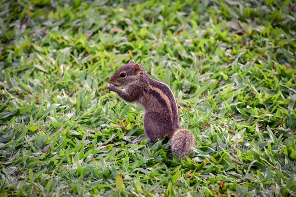 Ardilla Una Planta Hotel Sri Lanka — Foto de Stock