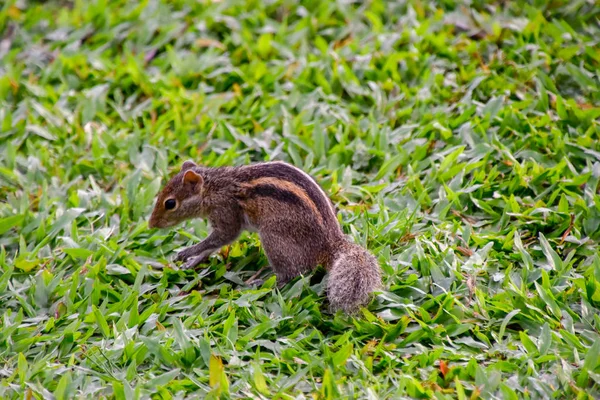 Streifenhörnchen Einer Hotelanlage Auf Sri Lanka — Stockfoto