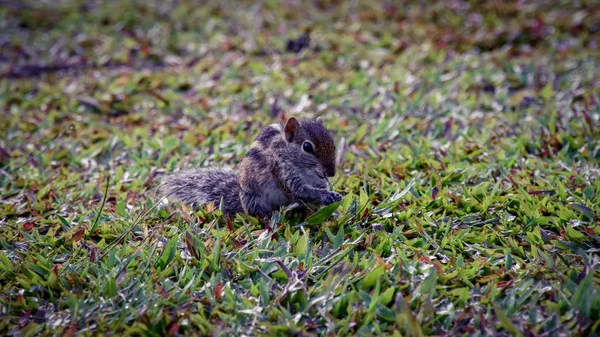 Chipmunk Dans Une Usine Hôtelière Sri Lanka — Photo