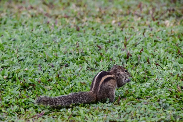 Streifenhörnchen Einer Hotelanlage Auf Sri Lanka — Stockfoto