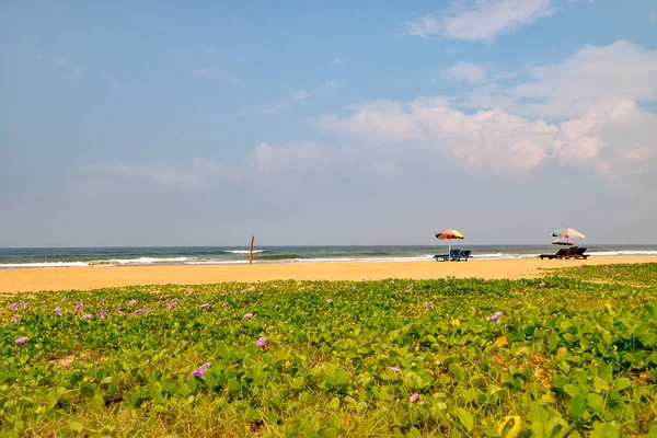 Sri Lanka Bentota plaj resimleri