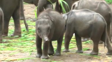 Elefanten-1elephants tarihinde Sri Lanka Udawalawe Milli Parkı