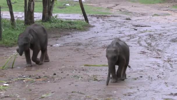 Слоны Национальном Парке Удавалаве Шри Ланке — стоковое видео