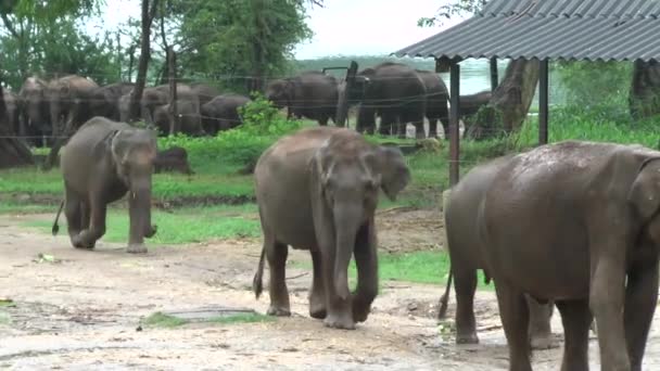Elefanten 1Elephants Mieście Udawalawe Park Narodowy Sri Lance — Wideo stockowe
