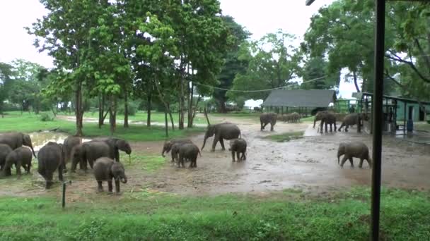 Слоны Национальном Парке Удавалаве Шри Ланке — стоковое видео