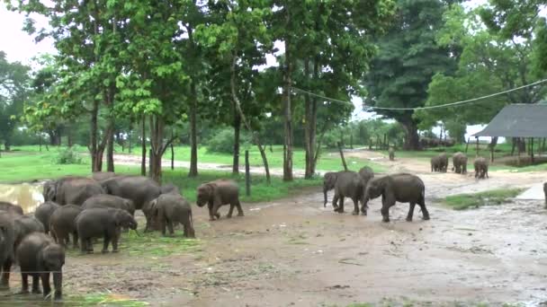 Elefanten 1Elefantes Parque Nacional Udawalawe Sri Lanka — Vídeo de stock