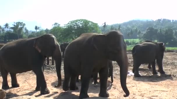 Elefanten 1Elephants Národním Parku Udawalawe Srí Lance — Stock video