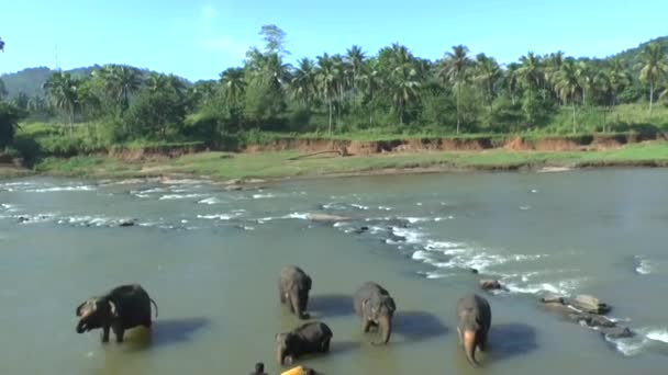 Elefanten 1Elephants Mieście Udawalawe Park Narodowy Sri Lance — Wideo stockowe