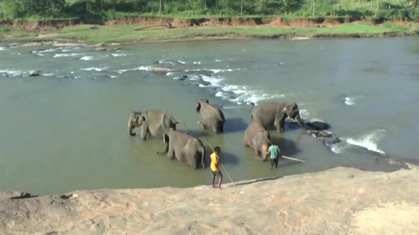 Elefanten 1Elephants Στο Εθνικό Πάρκο Udawalawe Στη Σρι Λάνκα — Αρχείο Βίντεο