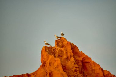 Portekiz Algarve plajında martılar