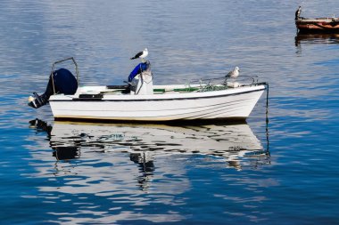 Portekiz Algarve plajında martılar