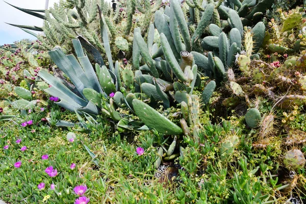 Flowers Algarve Coast Portugal Lagos Faro Albufeira Loul Silvers — Stock Photo, Image