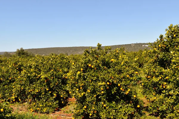 Orange plantations on the Algarve coast in Portugal Lagos, Faro, Albufeira, Loul, Silvers