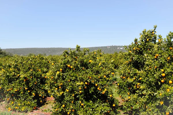 Orange plantations on the Algarve coast in Portugal Lagos, Faro, Albufeira, Loul, Silvers