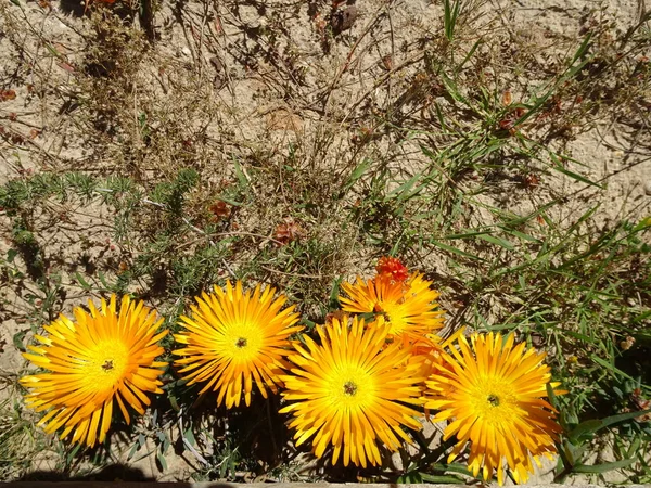 Blumen Der Algarve Küste Portugal Lagos Faro Albufeira Loul Silbers — Stockfoto