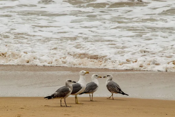 포르투갈 해변의 갈매기 — 스톡 사진