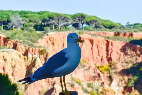 Möwen Strand Der Algarve Portugal — Stockfoto