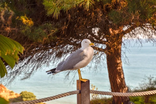 Γλάροι Στην Παραλία Του Αλγά Στην Πορτογαλία — Φωτογραφία Αρχείου