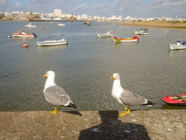 Gaivotas Praia Algarve Portugal — Fotografia de Stock