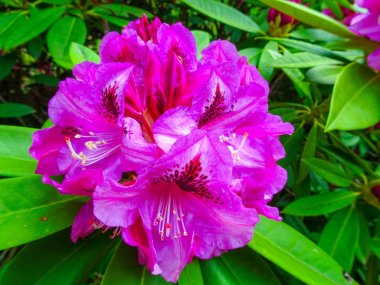 Farklı renk ve farklı çeşitleri rhododendron