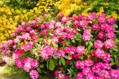 Farklı renk ve farklı çeşitleri rhododendron