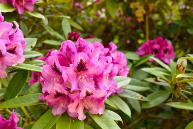Farklı renk ve farklı çeşitleri rhododendron