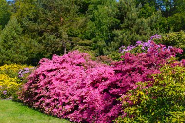 Farklı renk ve farklı çeşitleri rhododendron