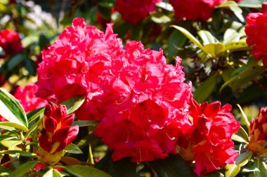 Farklı renk ve farklı çeşitleri rhododendron