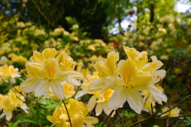 Farklı renk ve farklı çeşitleri rhododendron
