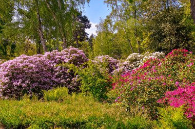 Farklı renk ve farklı çeşitleri rhododendron