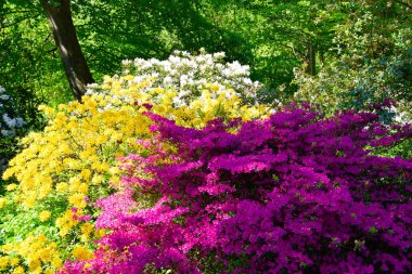 Farklı renk ve farklı çeşitleri rhododendron