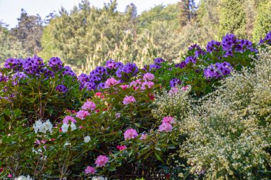 Farklı renk ve farklı çeşitleri rhododendron
