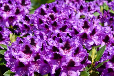 Farklı renk ve farklı çeşitleri rhododendron