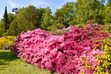 Farklı renk ve farklı çeşitleri rhododendron