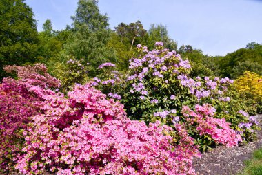 Farklı renk ve farklı çeşitleri rhododendron