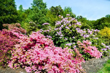 Farklı renk ve farklı çeşitleri rhododendron