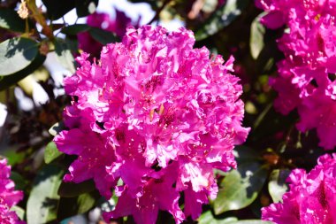 Farklı renk ve farklı çeşitleri rhododendron